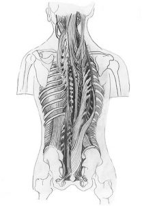 Apanaveda Victoria Adamson Yoga Teacher Training Essex London Herts
